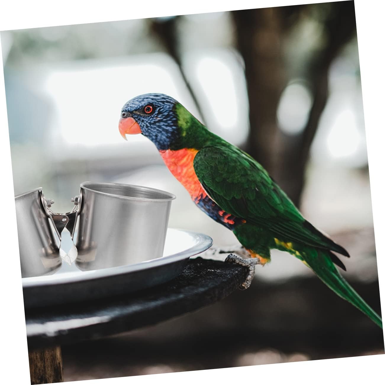 MOBUTOFU 2pcs Stainless Steel Feeder Feeders Food Food Parrot Clamp Cup Bird Feeding and Watering Utensils Bird Water Cups for Cage Parakeet Dispenser Stainless Steel Silver