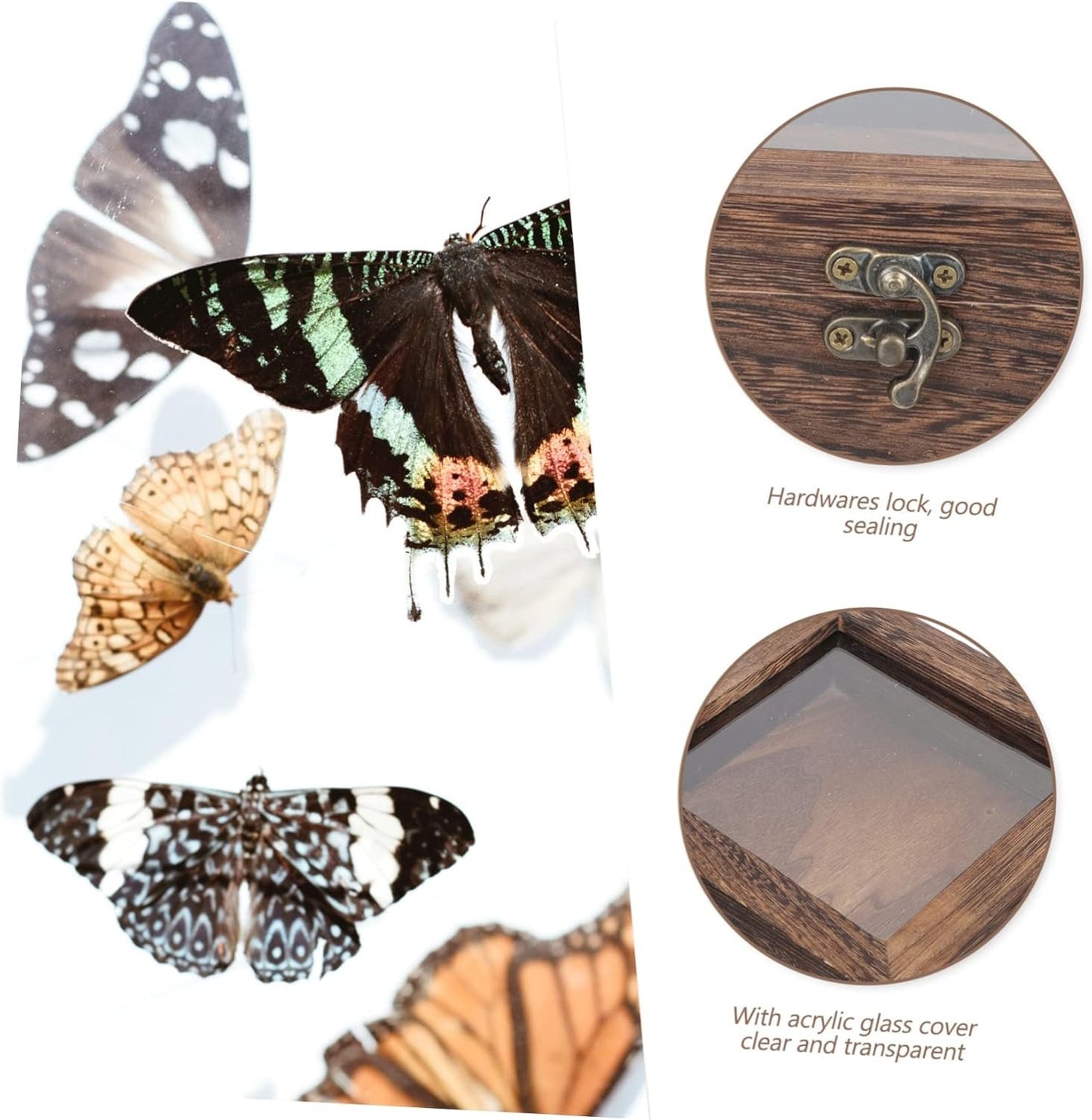 IWOWHERO Box specimen box Wooden Jewelry Tray Storage Wood Trunk Viewer Wooden Storage Chests Display Case with Glass flip type Showcase sample Acrylic butterfly specimen clamshell