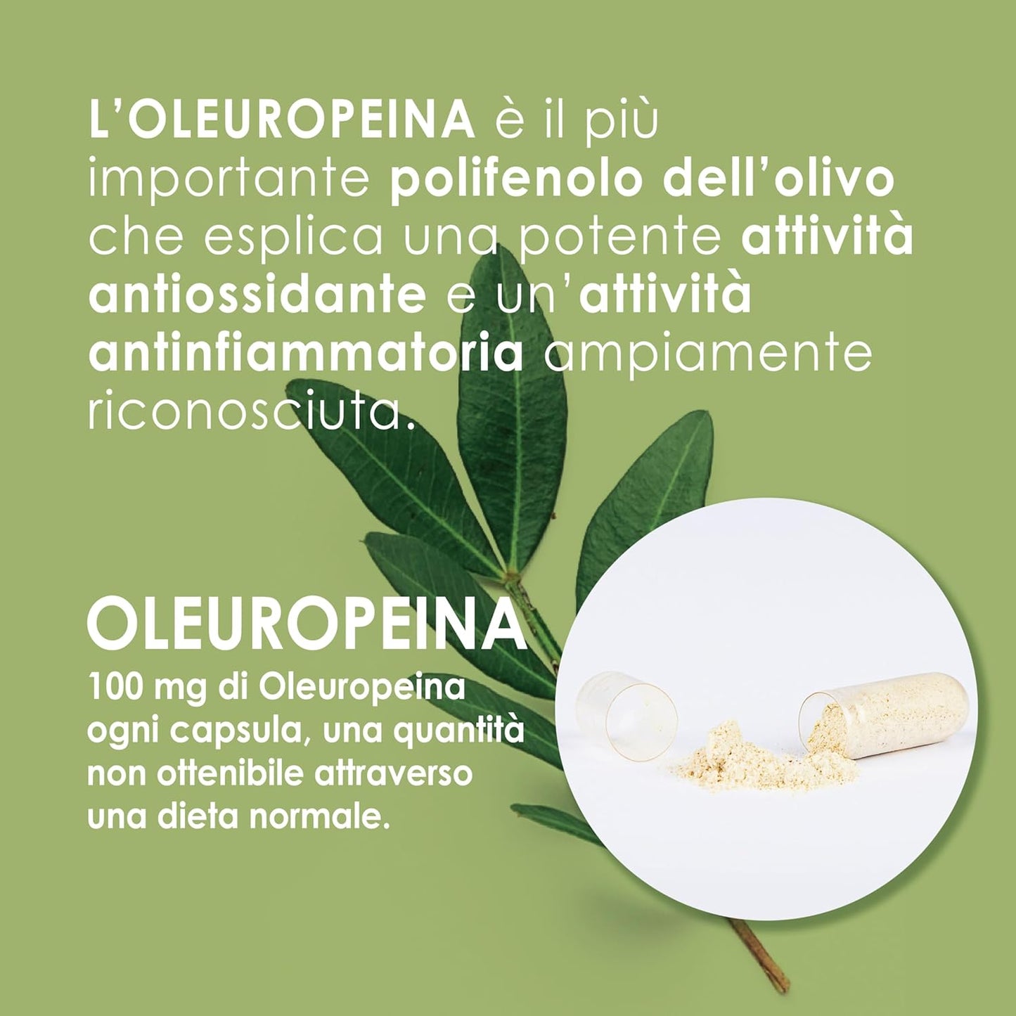 Dietary supplement based on oleuropein, polydatine, vitamins D and K. Development maintenance muscle recovery powerful anti-aging anti-aging action Sarcopenia