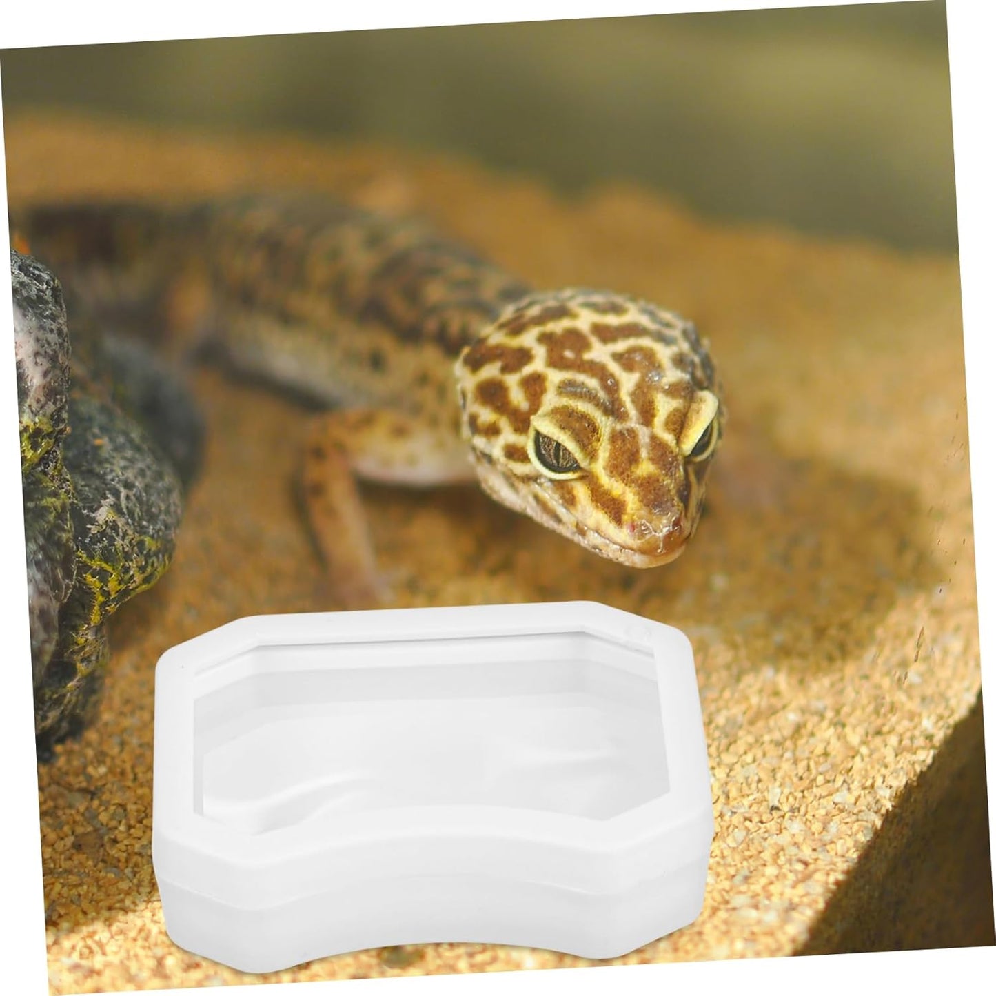 BCOATH 2Pcs Reptile Feeder Cup and Water Dish Escape Feeding Bowl with Transparent Design for Lizard Bearded Dragon Gecko for Watering and Feeding Reptiles