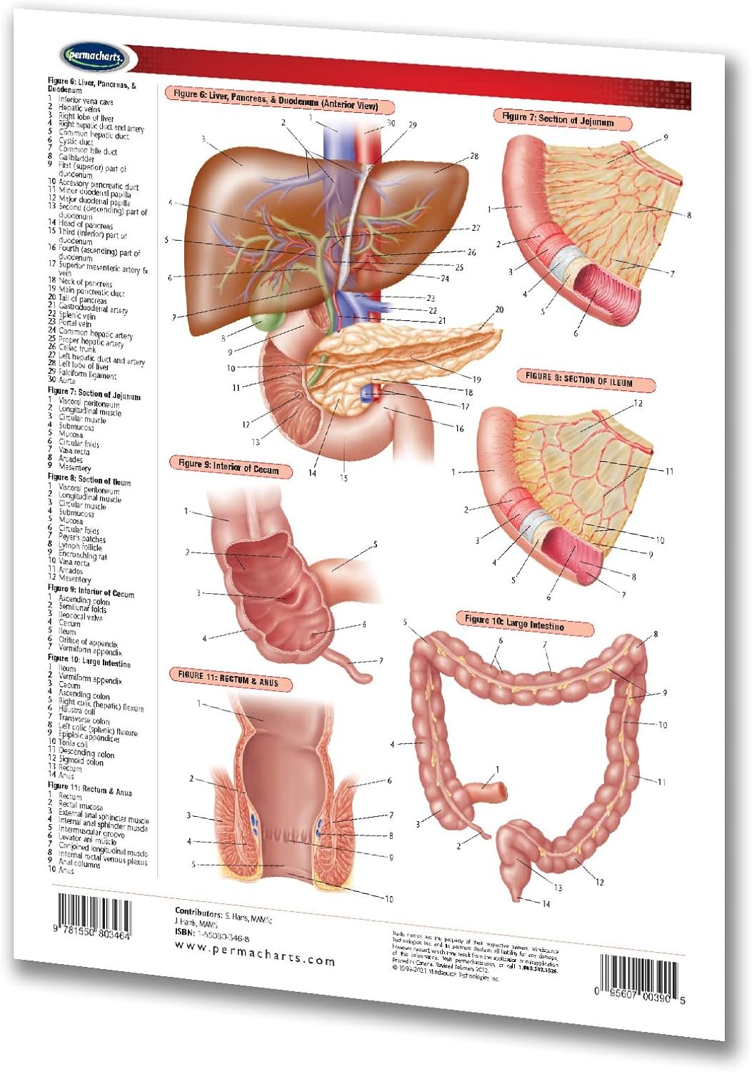 Digestive System Chart - 2-Page 8.5" x 11" Laminated Medical Nursing Quick Reference Guide by Permacharts