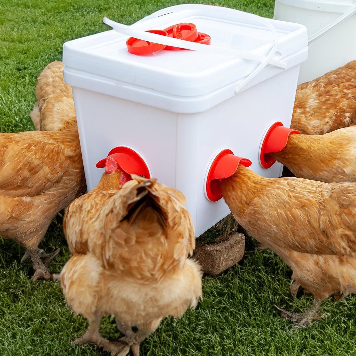 Chicken Feeder No Waste Automatic Poultry Feeder DIY Chicken Feeders and Waterer Set 6 Chicken Feeders Ports with 6 Chicken Water Cups Auto Chicken Feeder Kit