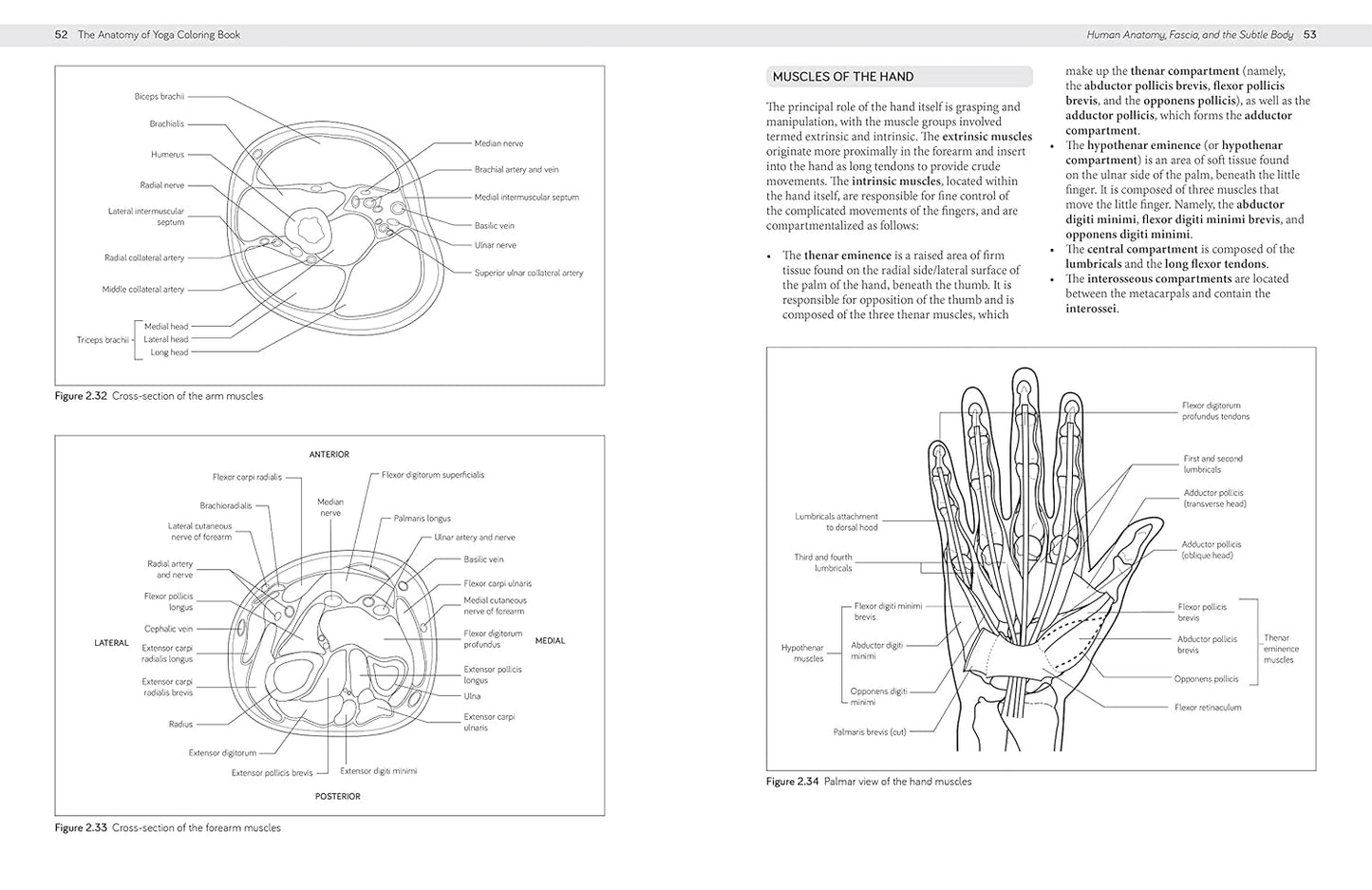 The Anatomy of Yoga Coloring Book: Learn the Form and Biomechanics of More than 50 Asanas