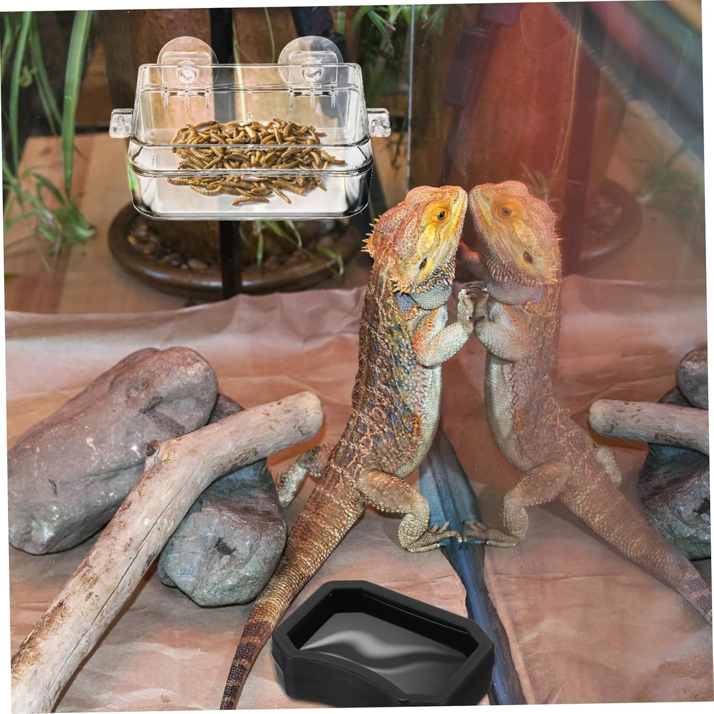 BCOATH 2Pcs Reptile Feeder Cup and Water Dish Escape Feeding Bowl with Transparent Design for Lizard Bearded Dragon Gecko for Watering and Feeding Reptiles