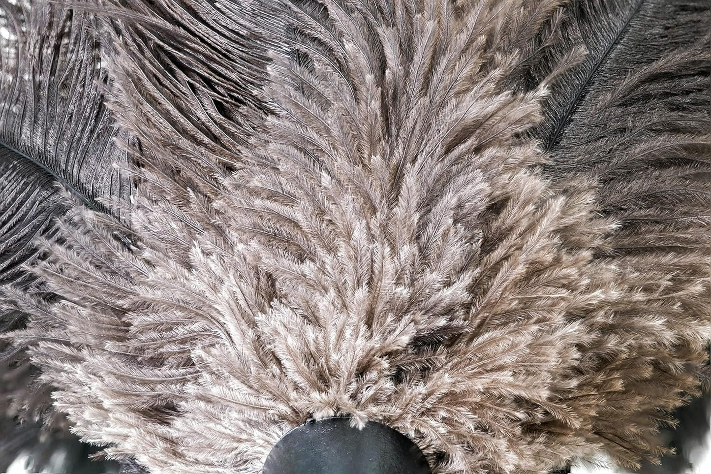ROYAL DUSTER Black Ostrich Feather Duster (14")