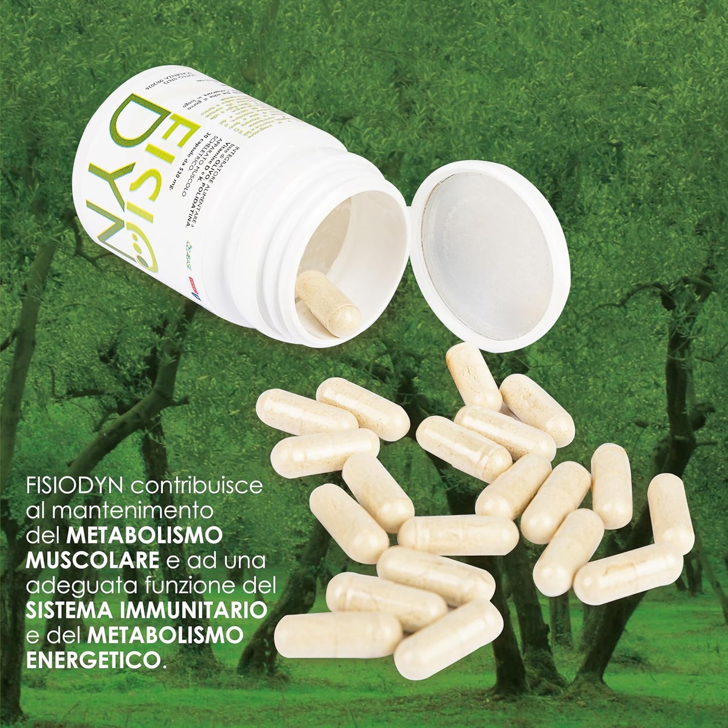 Dietary supplement based on oleuropein, polydatine, vitamins D and K. Development maintenance muscle recovery powerful anti-aging anti-aging action Sarcopenia