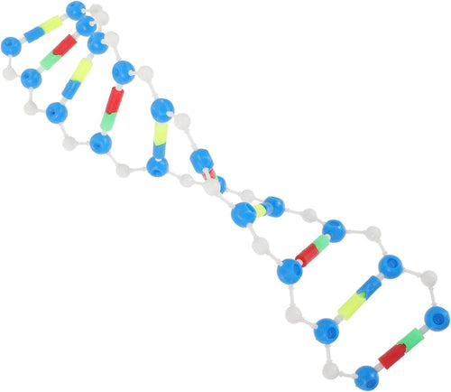 HOOTNEE 2pcs DNA Model Kit Double Helix Learning Tool for Science Education Student's Teaching Aid