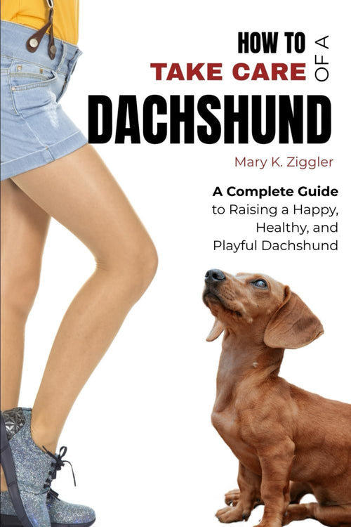 How to Take Care of a Dachshund: A Complete Guide to Raising a Happy, Healthy, and Playful Dachshund