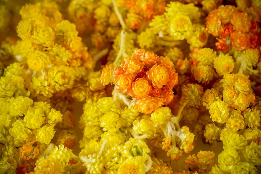 Immortelle (Helichrysum Graveolens) 2 OZ (57g) Loose Herbal Tea | Wild-Harvested from the Mountains of Armenia | Natural Detox, Anti-Aging, and Wellness Support | Relaxation & Vitality
