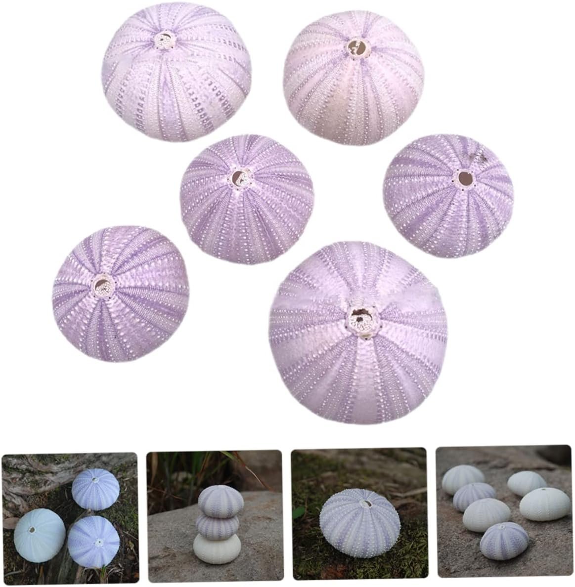 Cabilock 6 Pezzi Conchiglia di Conchiglia Naturale Decorazioni per acquari Acquario oggettistica casa Arredamento per acquari bomboniere Matrimonio attaccapanni Arredamento per la casa