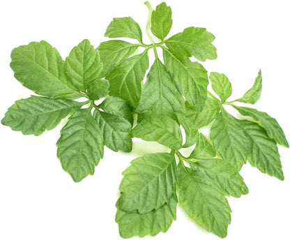 Addictive Wellness Gynostemma Leaf Extract Powder - Pure & Potent Jiaogulan Adaptogen for Energy, 1 Packet