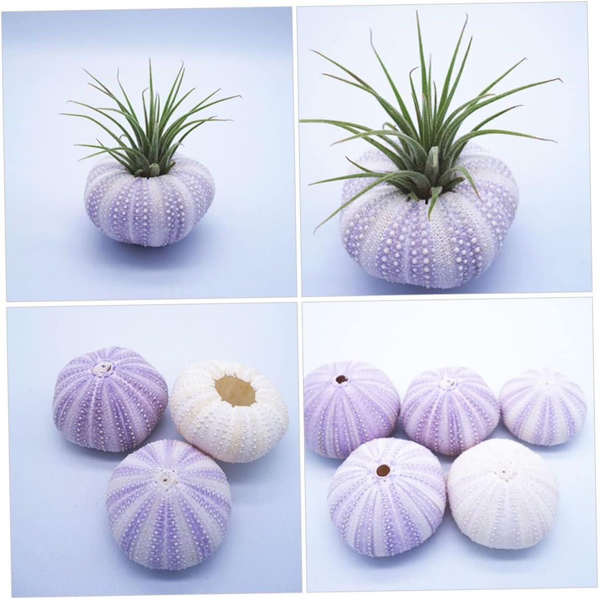 Cabilock 6 Pezzi Conchiglia di Conchiglia Naturale Decorazioni per acquari Acquario oggettistica casa Arredamento per acquari bomboniere Matrimonio attaccapanni Arredamento per la casa