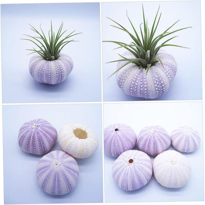 Cabilock 6 Pezzi Conchiglia di Conchiglia Naturale Decorazioni per acquari Acquario oggettistica casa Arredamento per acquari bomboniere Matrimonio attaccapanni Arredamento per la casa