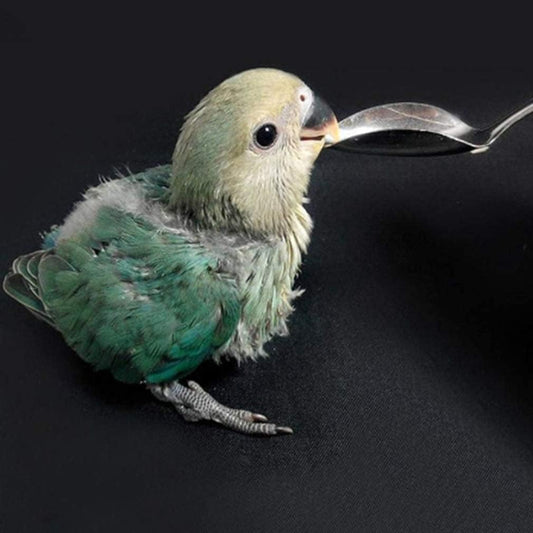 Bird Parrot Stainless Steel Feeding Spoon Special Feeding Scoop Hand Feeding Spoons,Feeding and Watering Supplies,Birds