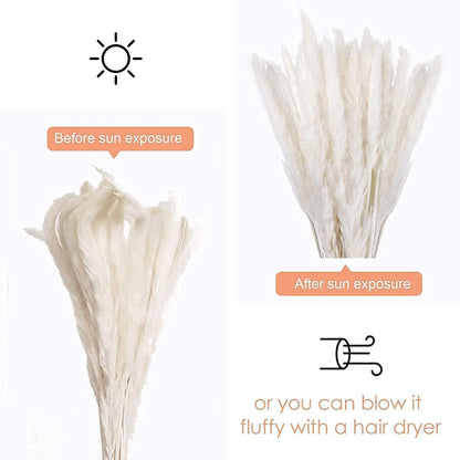 60 Pcs White Pampas Grass,17 inch/45 cm Natural Dried Pampas Grass Branches Decor for Home Kitchen Garden Party Photographing Flower Arrangement Vase Decor
