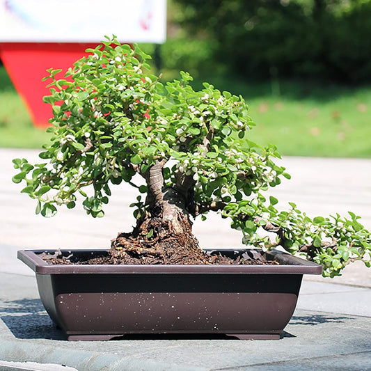 Feizikaw Modern Home Decor Rectangle Flower Pot Imitation Sand Purple Home Garden Small Plastic Flower Pots in Pot (C, 23x17x8cm)