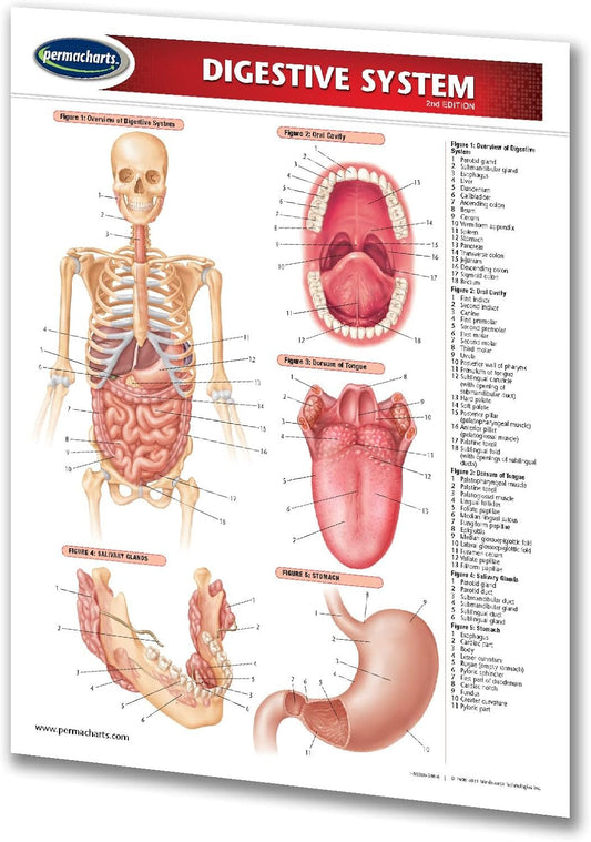Digestive System Chart - 2-Page 8.5" x 11" Laminated Medical Nursing Quick Reference Guide by Permacharts