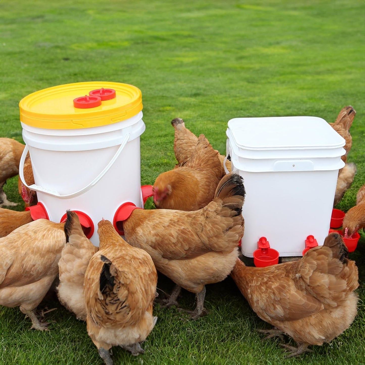 Chicken Feeder No Waste Automatic Poultry Feeder DIY Chicken Feeders and Waterer Set 6 Chicken Feeders Ports with 6 Chicken Water Cups Auto Chicken Feeder Kit