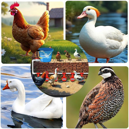Automatic Chicken Waterer System,Complete PVC Pipelines Chicken Watering System, with Chicken Water Cups,1/2" PVC Tee Fittings & Pipe,Poultry Waterer Feeder Kit,Duck,Goose,Quail