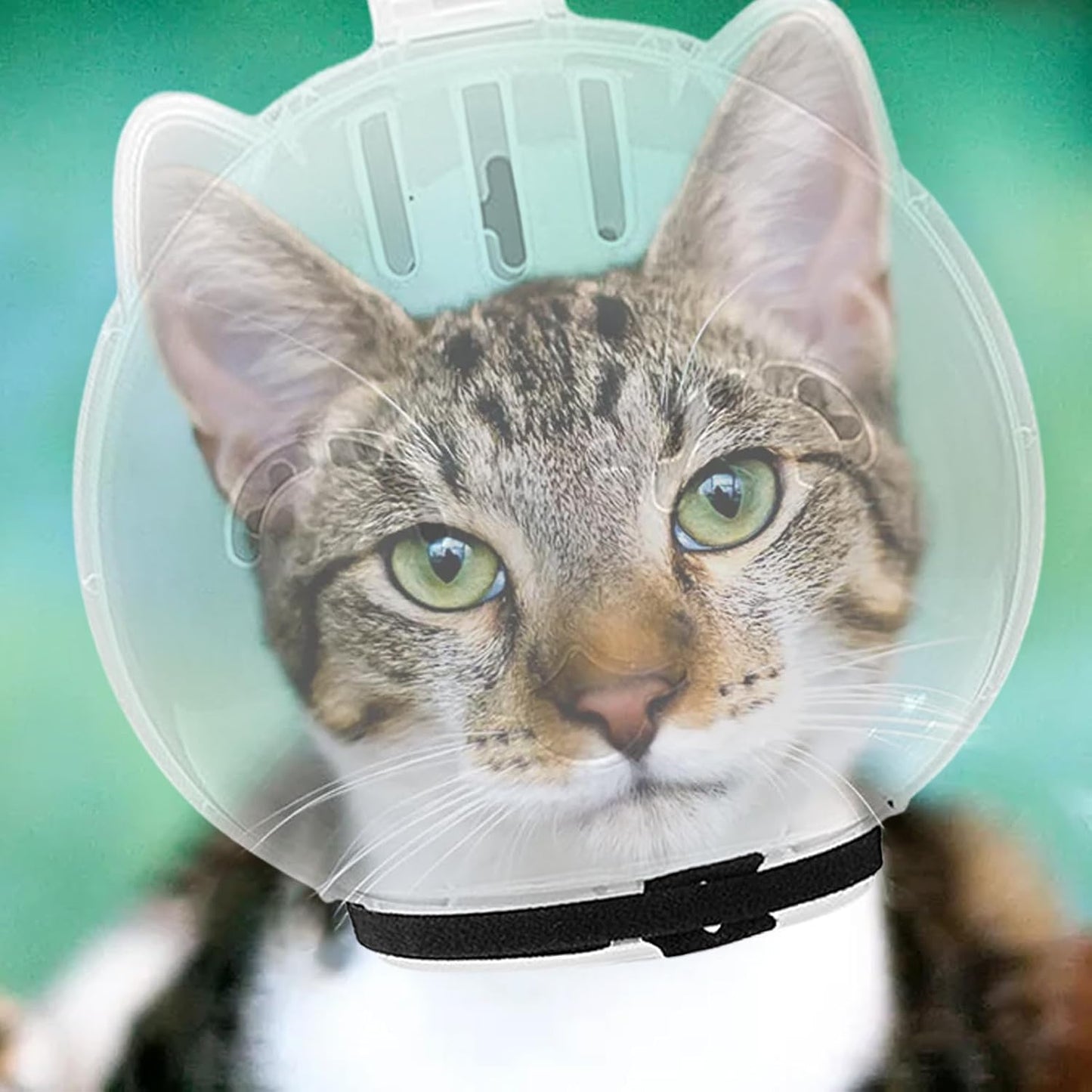 Breathable Cat Muzzle – Transparent Adjustable Pet Hood With Ventilation Holes | Kitten Astronaut Helmet For Bathing, Grooming, And Anti-Bite Protection