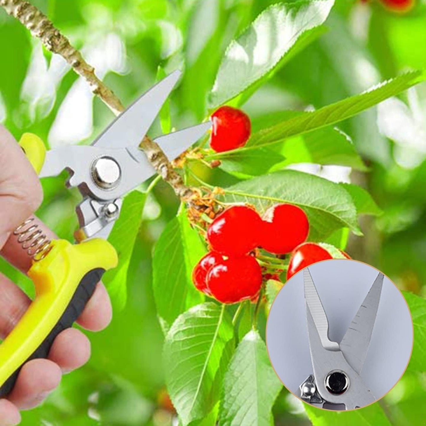 3 Pack Pruning Shears Set, Stainless Steel Garden Clippers with Safety Lock, Professional Shock-Absorbent Hand Garden Shears for Flowers and Small Garden (Red、Yellow and Green)