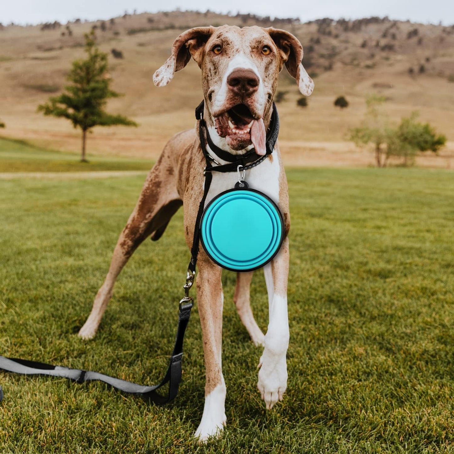 Silicone Feeding Watering Bowls with Lids and Carabiners, 2Set Dog Bowls Pet Collapsible Bowl with Covers and Carabiners, Silicone Collapsible Pet Dog Cat Food Water Bow with Covers and Carabiners