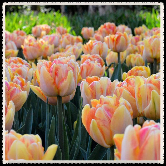 Tulipani bulbi-Bulbi da fiore,Oggettistica per la casa Regali di festa Fiori romantici Giardino segreto San Valentino-15 Bulbi,arancia