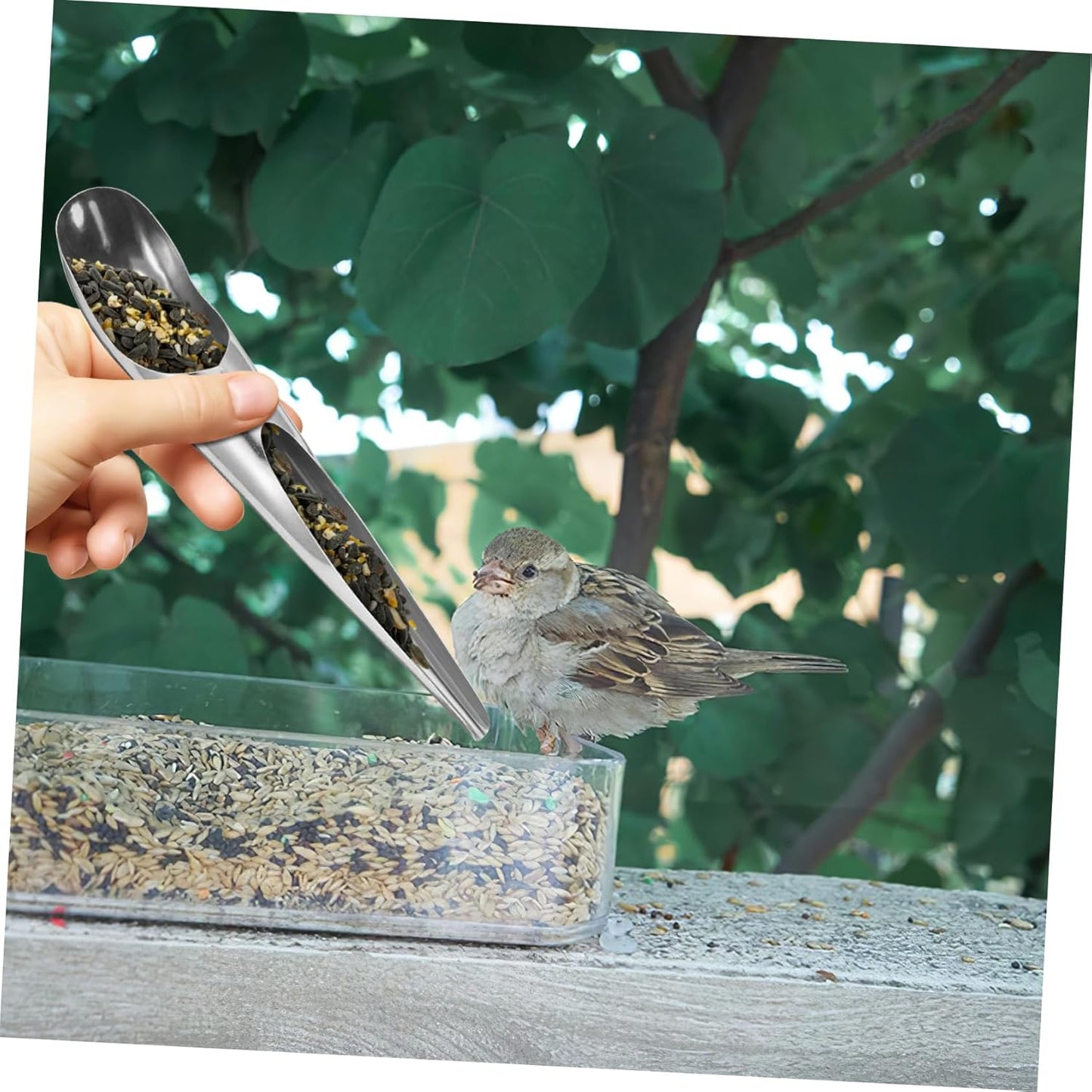 WOONEKY 2pcs Bird Food Spoon Food Shovel Bird Feeding Tools Pet Food Spoon Parrot Feeding Accessory Bird Feeding Watering Supplies Bird Food Scoops Bird Feeding and Watering Utensils