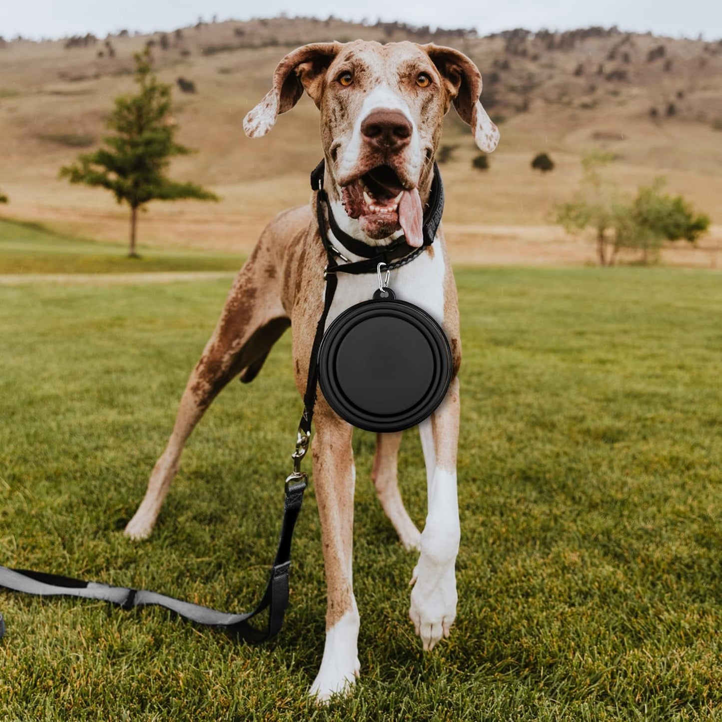 Collapsible Dog Bowls-2 Pack Large Size for Large/ Medium Dogs, Dog Travel Water Bowl, Dog Cat Portable Water Bowl, Dog Pet Feeding Watering Dish Outdoor Hiking Parking Traveling with 2 Carabiners