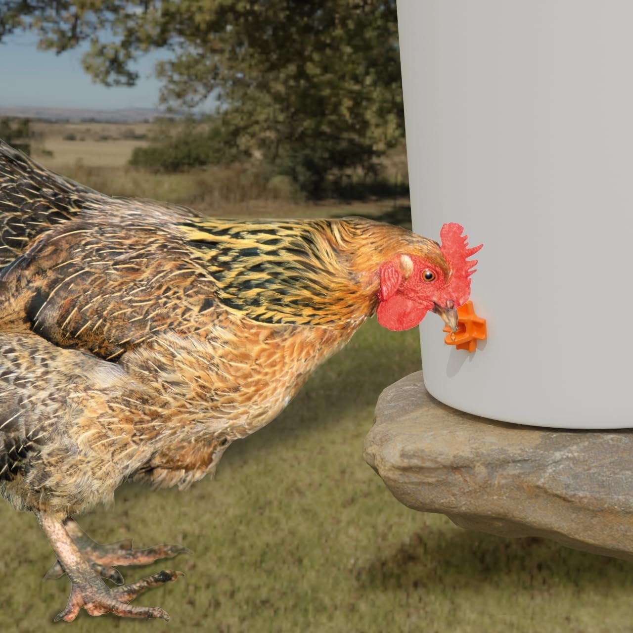 Whimsii Chicken Waterer Nipples, Pack of 15 (Orange), Horizontal Side Mount, Anti-Leak Automatic Water System for Poultry, Suitable for Chickens, Duck, Quail, Includes Drill Bit & Installation Tool