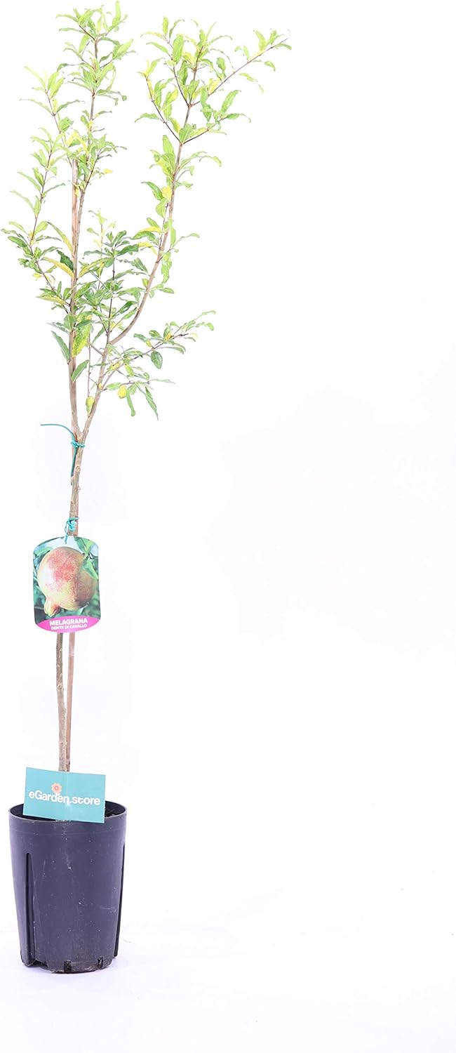 Pomegranate Tree Pomegranate Plant Already Grafted Age 2 Years Pomegranate Fruit Plant Real Pomegranate Plant Sold by eGarden.store (Acco)