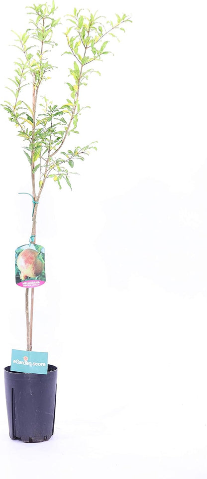 Pomegranate Tree Pomegranate Plant Already Grafted Age 2 Years Pomegranate Fruit Plant Real Pomegranate Plant Sold by eGarden.store (Acco)