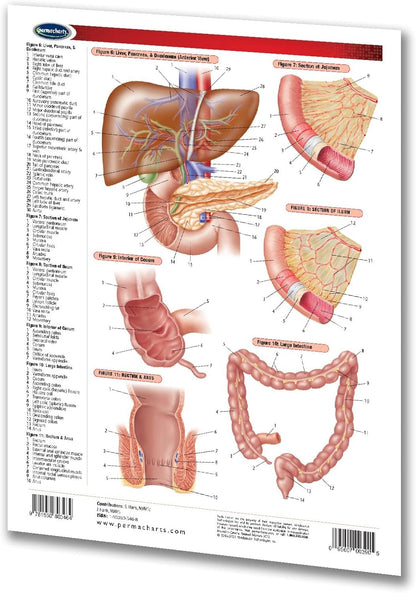 Digestive System Chart - 2-Page 8.5" x 11" Laminated Medical Nursing Quick Reference Guide by Permacharts