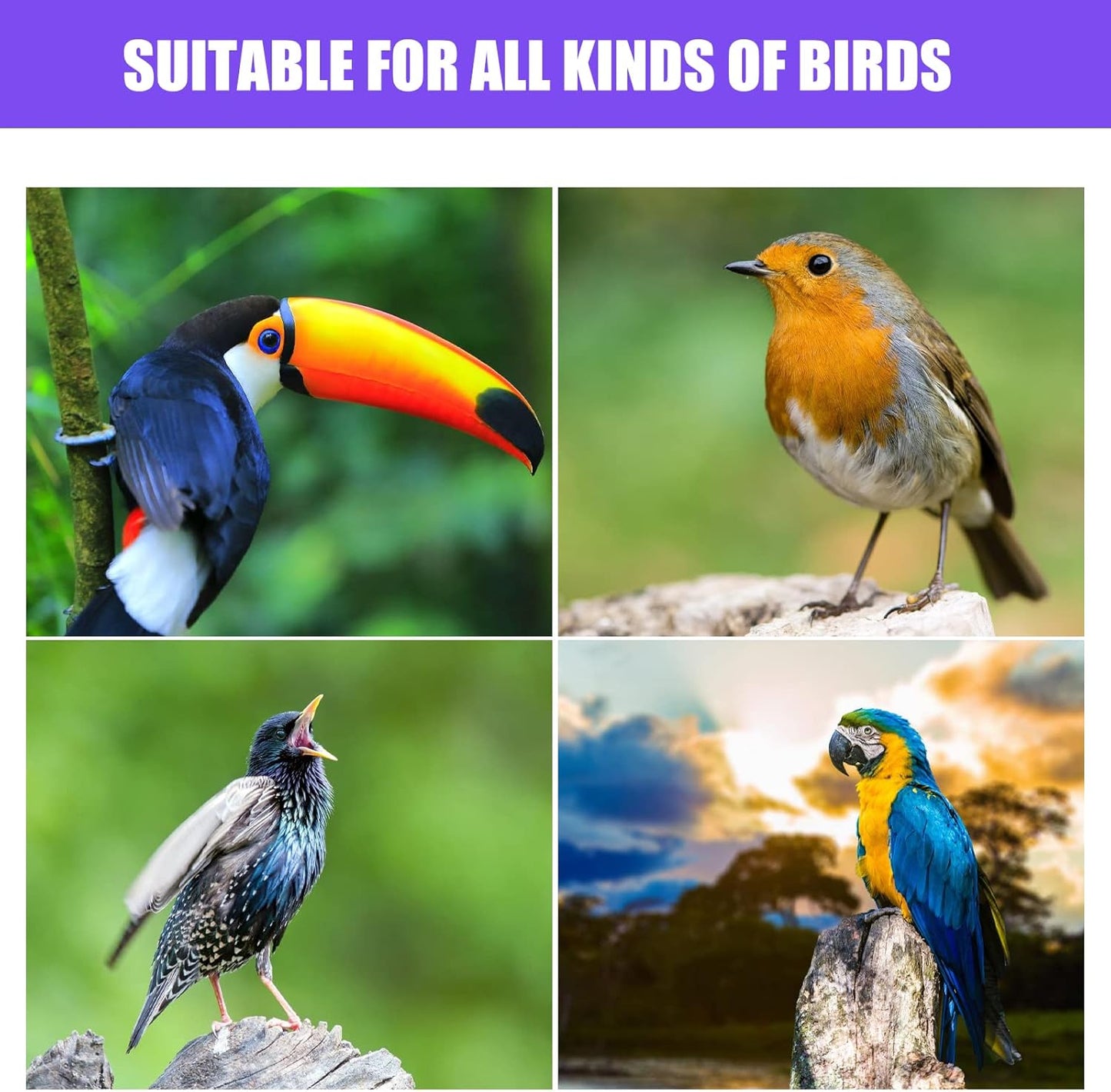 ZUOLUN Bird Feeding Dish Cups, Hanging Stainless Steel Parakeet Feeder, Feeder for Cage & Watering Supplies with Natural Wood Perch Platform Cockatiels Conure Budgies Lovebird Finch, Silver