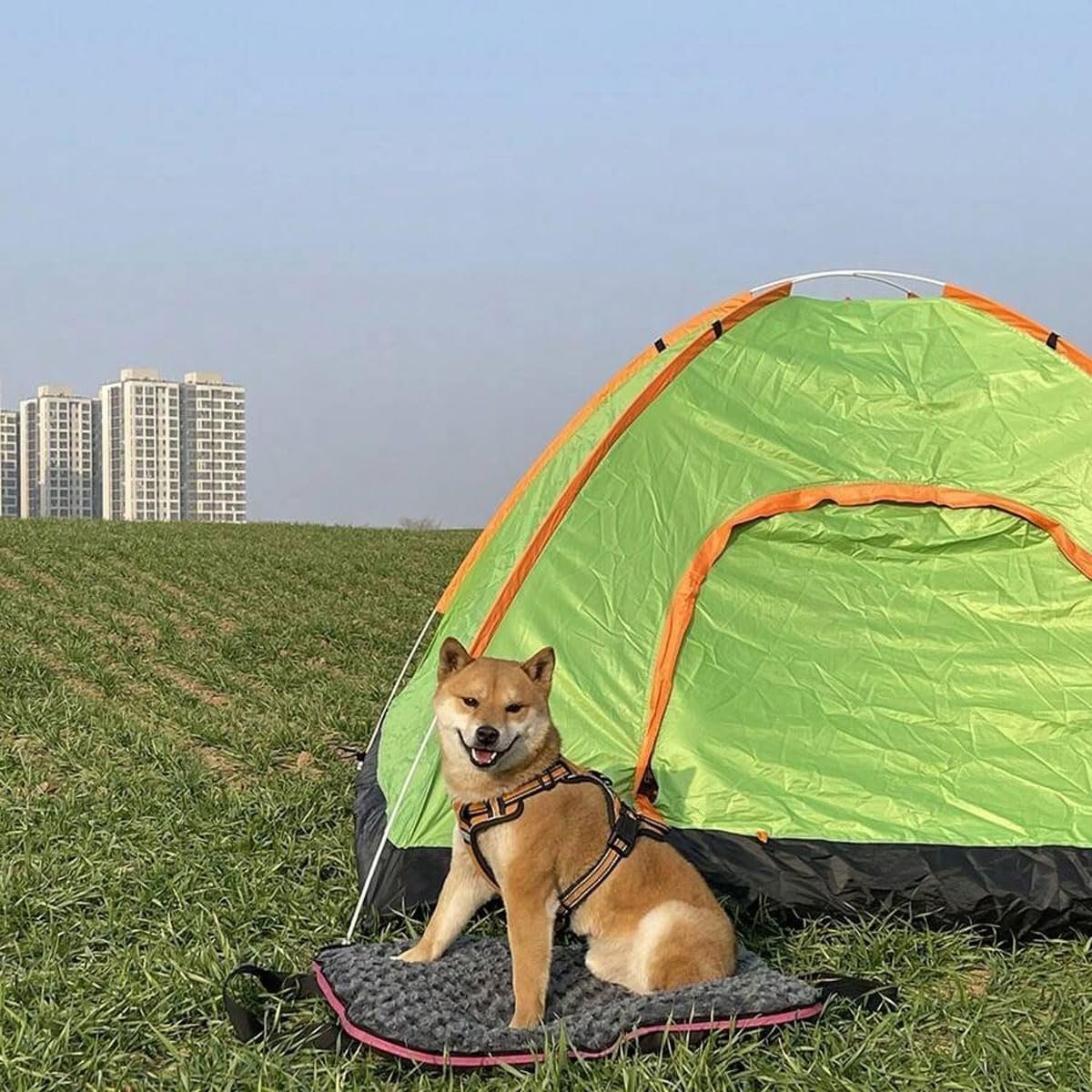 AIMALL Portable Waterproof Dog Mat â€“ Foldable Pet Bed with Zipper, Outdoor Travel Cushion for Cats & Dogs, Teflon Fabric, Easy to Carry & Clean