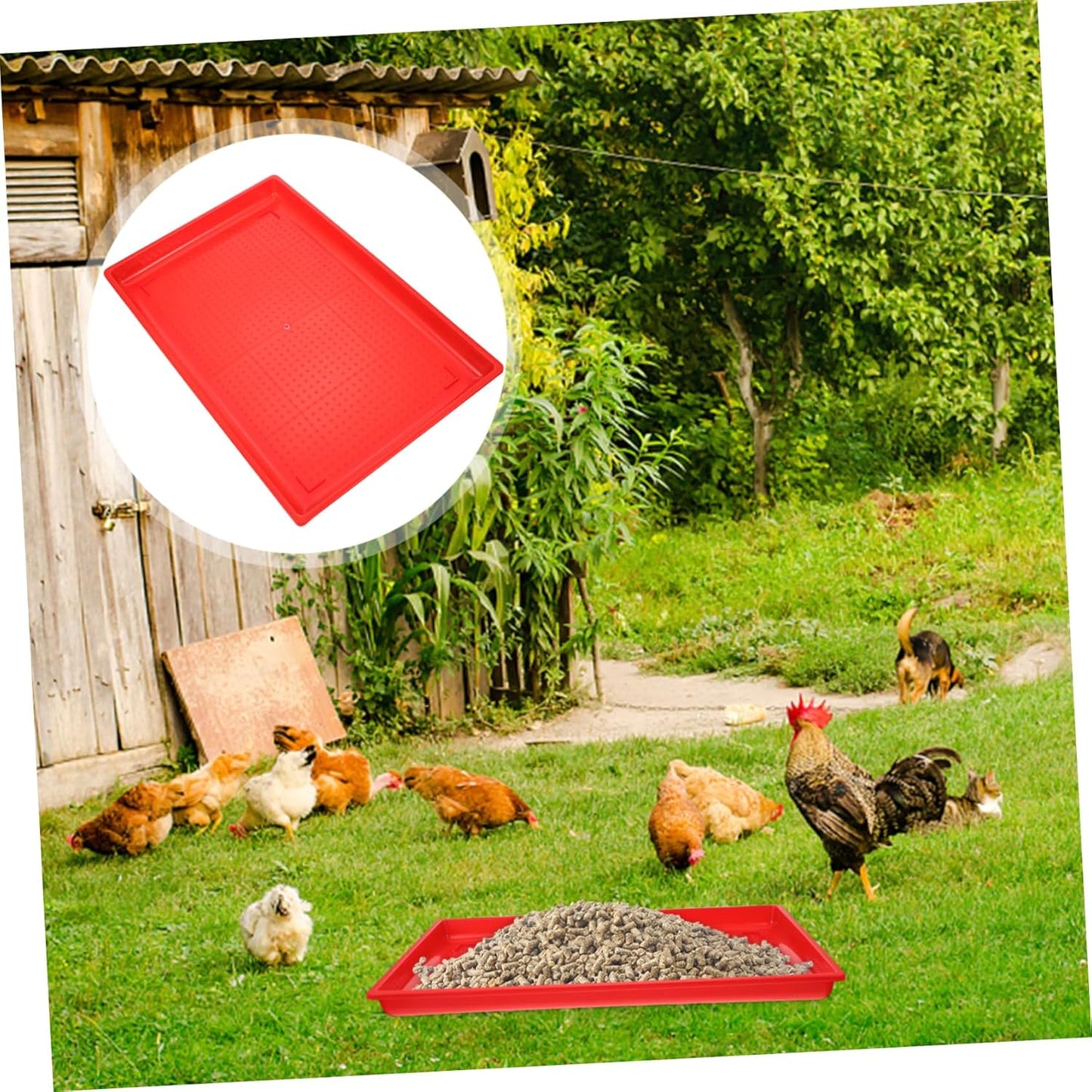 LOORGVEL Rectangle Feeding Tray for Chickens and Poultry Durable Food Holding Plate for Easy Feeding and Watering Lightweight and Corrosion Resistant Design