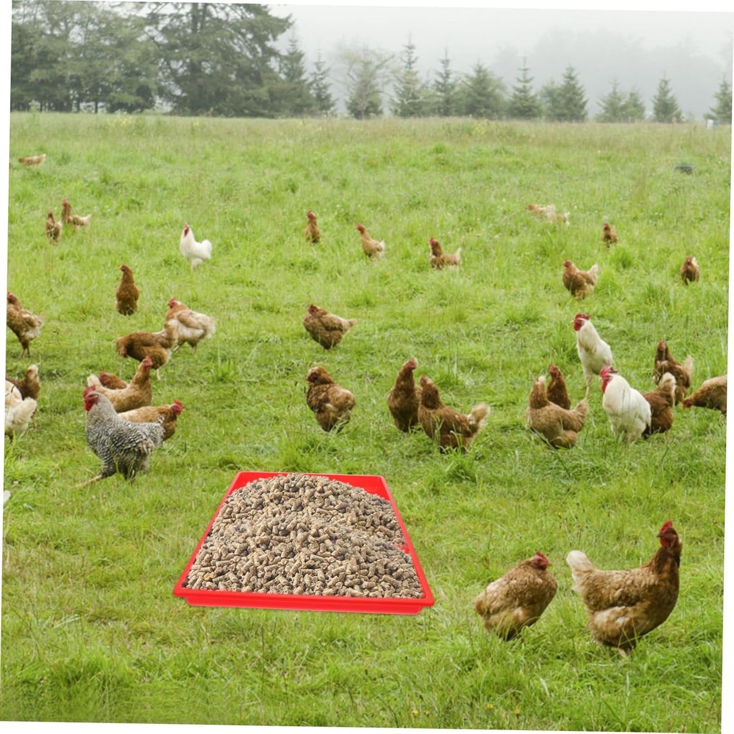 LOORGVEL Rectangle Feeding Tray for Chickens and Poultry Durable Food Holding Plate for Easy Feeding and Watering Lightweight and Corrosion Resistant Design