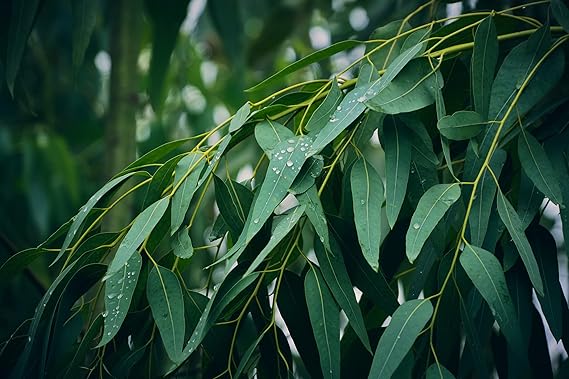 Eucalyptus Pure Oil (Globulus) - 1/2 Gallon (64 oz)