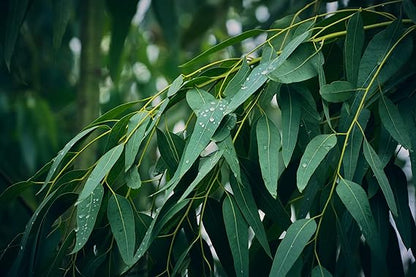 Eucalyptus Pure Oil (Globulus) - 1/2 Gallon (64 oz)