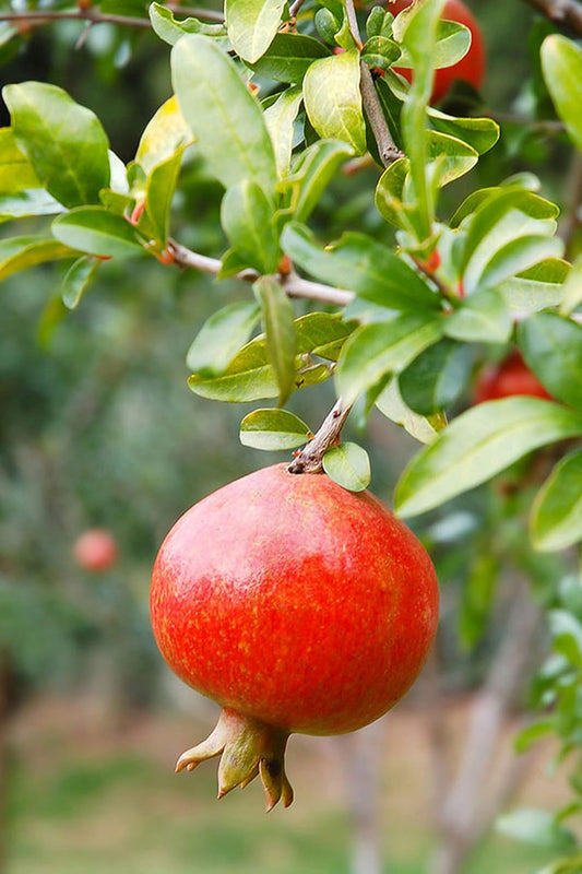 Pomegranate Tree Pomegranate Plant Already Grafted Age 2 Years Pomegranate Fruit Plant Real Pomegranate Plant Sold by eGarden.store (Acco)