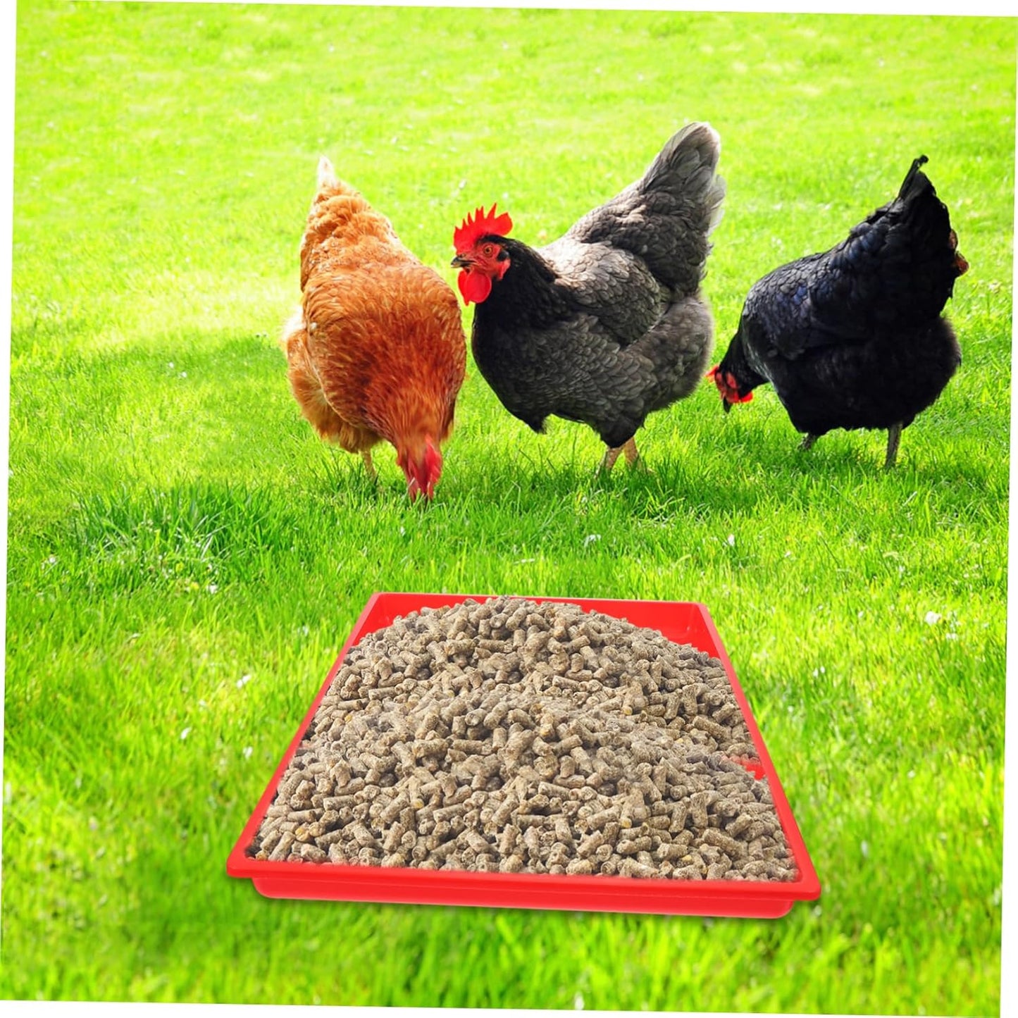 LOORGVEL Rectangle Feeding Tray for Chickens and Poultry Durable Food Holding Plate for Easy Feeding and Watering Lightweight and Corrosion Resistant Design