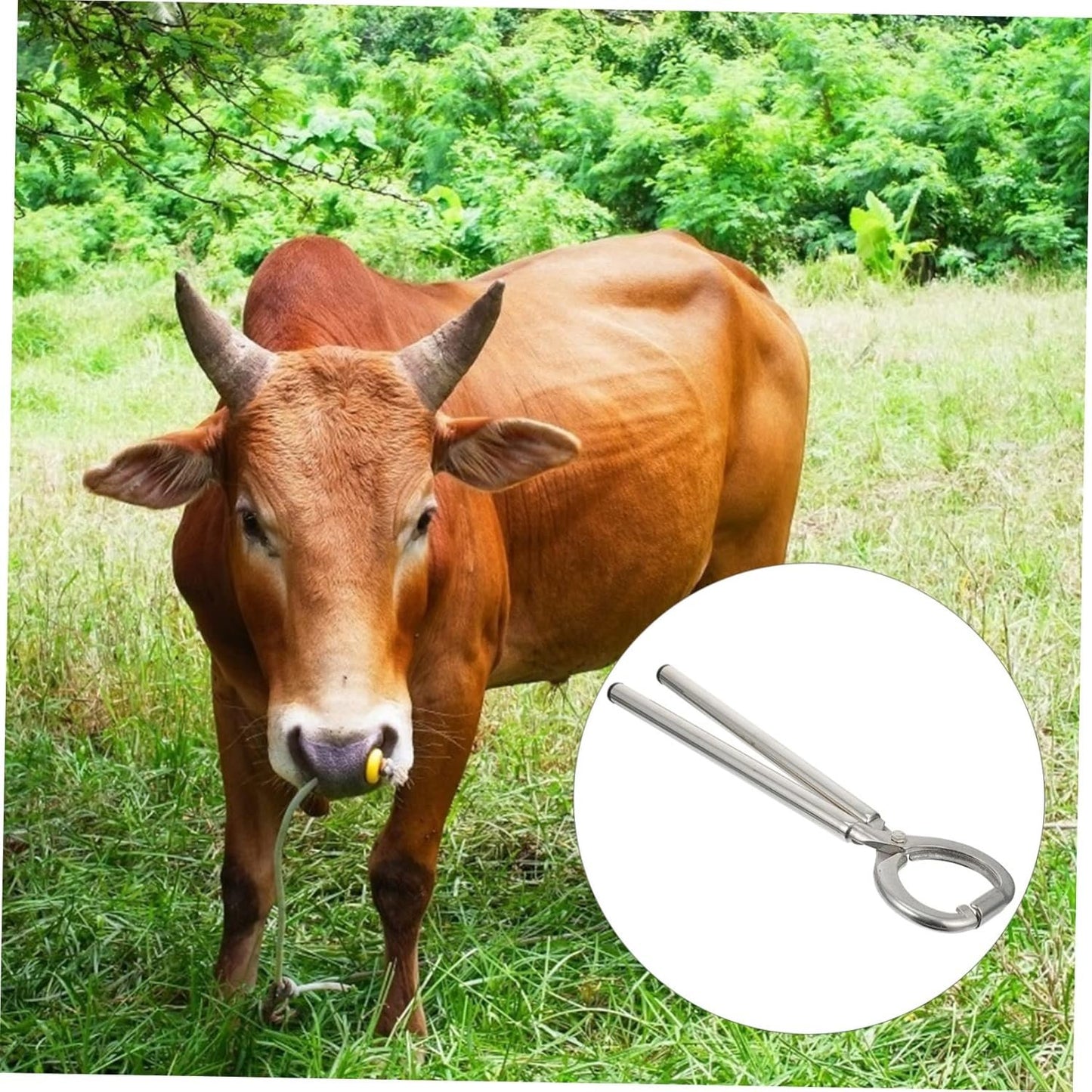 SHINEOFI 1Pc Cattle Nose Ring Pliers Durable Farm Animal Tool Ergonomic Design Safe for Livestock Rustless Wear Resistant Essential Farm Accessory